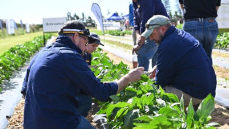 Syngenta GrowMore 2024