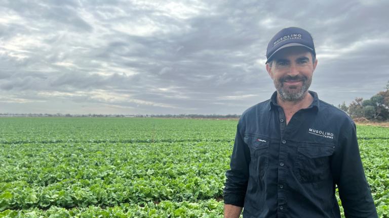 Paul Musolino standing in front of iceberg lettuce crop 