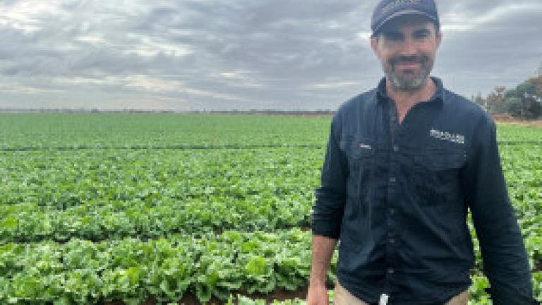 Paul Musolino standing in front of iceberg lettuce crop 