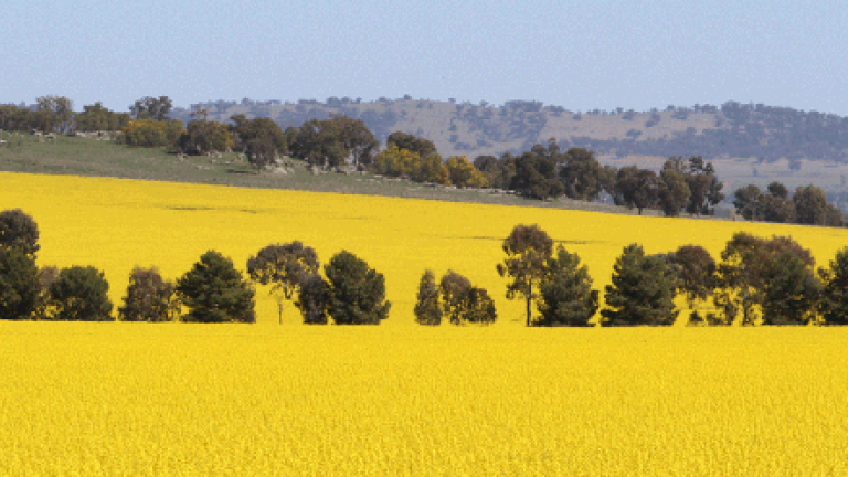 Oilseeds