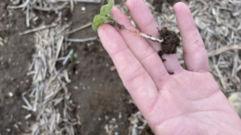 damaged canola plant
