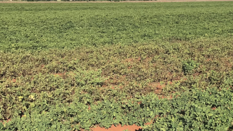 treated peanut field miravis duo