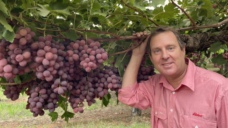 Elders Mildura Horticultural Agronomist Jeremy Adams