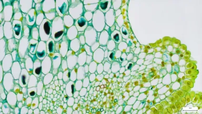 sampling of stem tissue