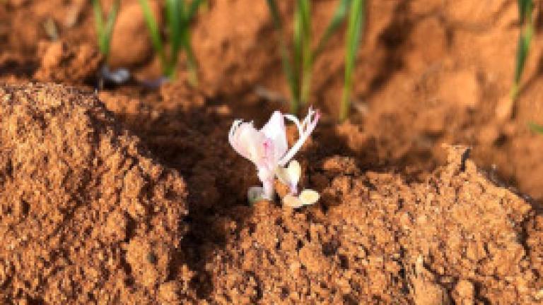 broadleaf weed bleaching after using CALLISTO herbicide