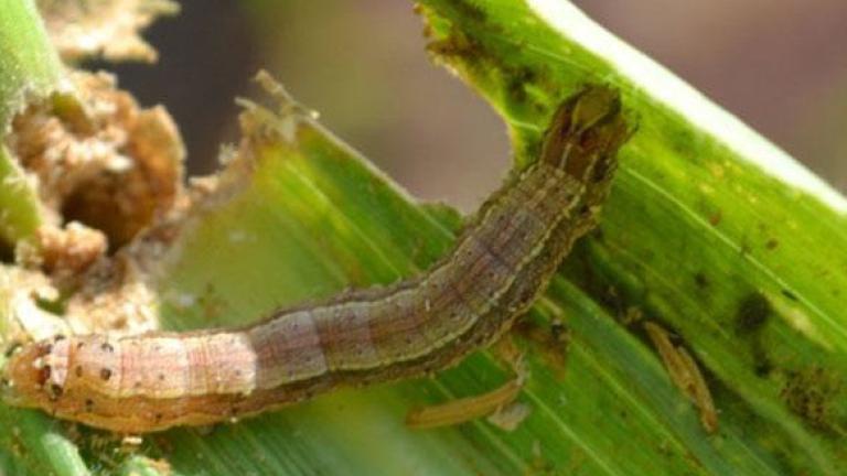 fall army worm crop damage