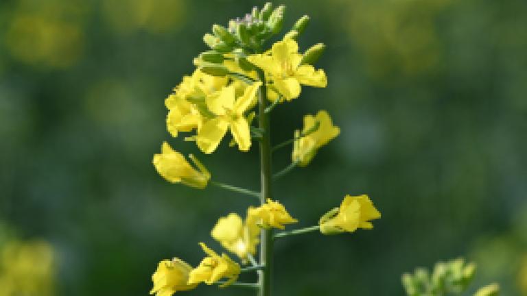 close up of a canola plant