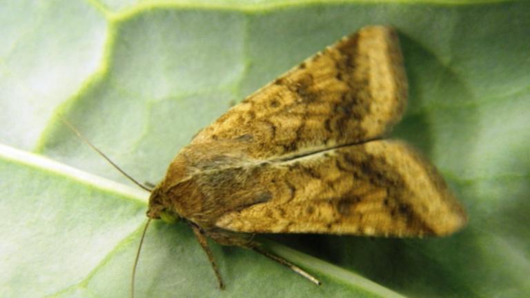 heliothis (Helicoverpa armigera) on a leaf