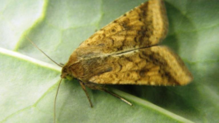 heliothis (Helicoverpa armigera) on a leaf