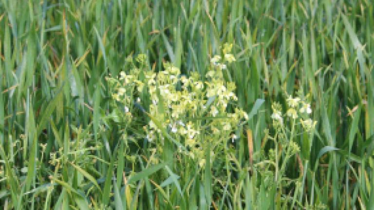 Wild radish weed in a wheat field