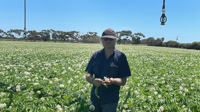 Steve Michelmore in his crop of potatoes