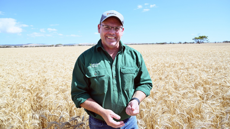 Cummins Ag Nutrien Agronomist Richard May in wheat field