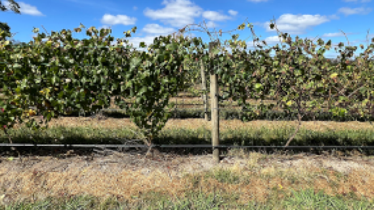 Incidence and severity of downy mildew on grapevine leaves and bunches