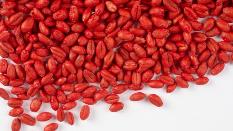 treated-wheat-seeds