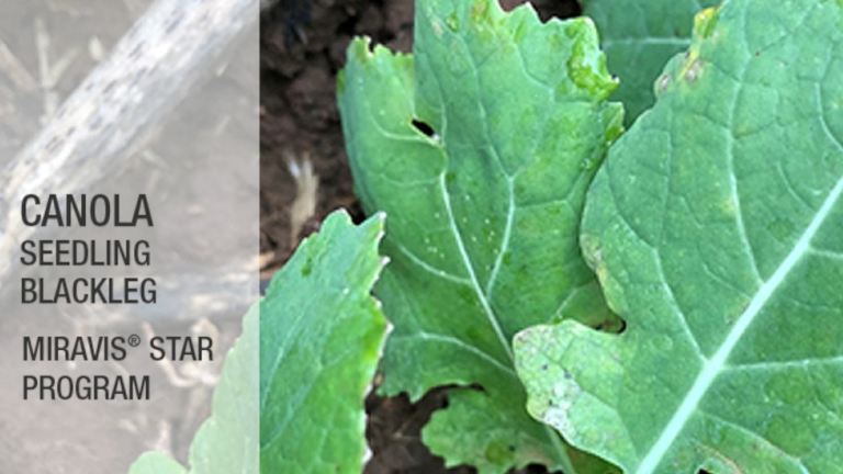 MIRAVIS® Star treated Canola