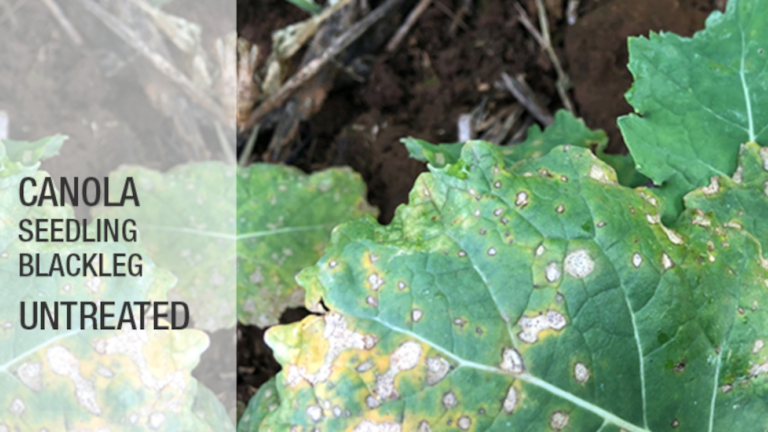 MIRAVIS® Star Canola untreated