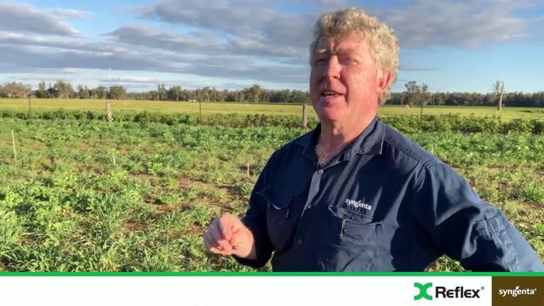 Pre-emergent broadleaf weed control trial