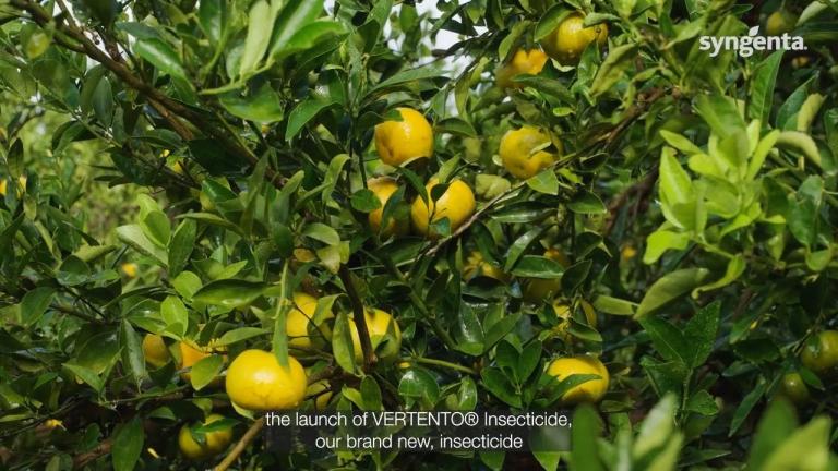 VERTENTO® insecticide in citrus