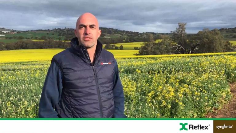 Up front control of problem weeds in pulses