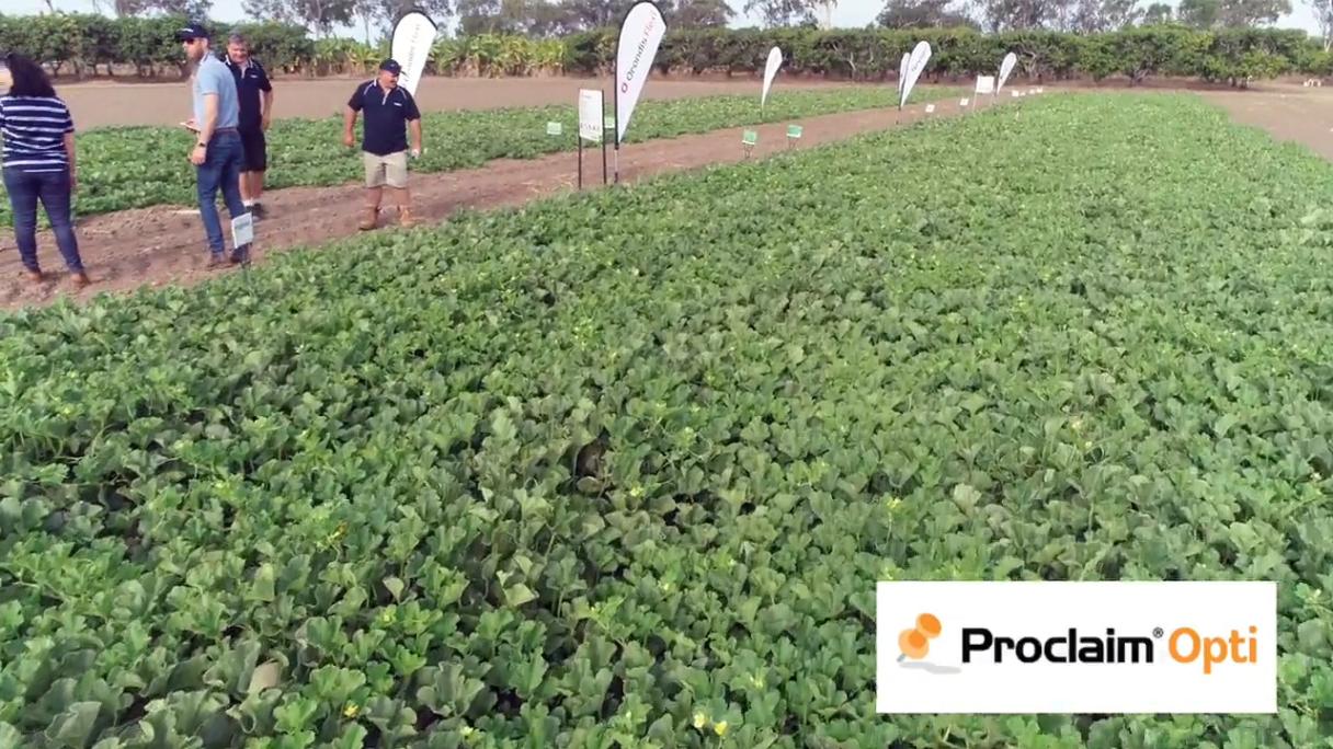 Proclaim Insect PROCLAIM® Opti | Insecticide
