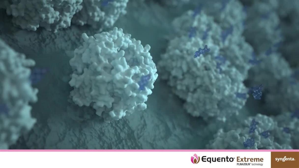 EQUENTO® Extreme | Seed treatment