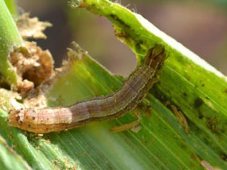 fall-armyworm_search-teaser