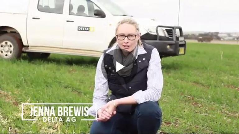 Jenna Brewis Delta AG