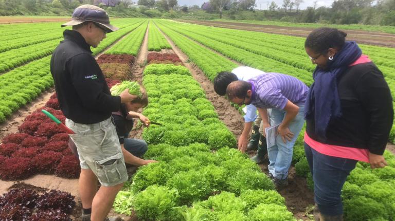 Lettuce breeder visit