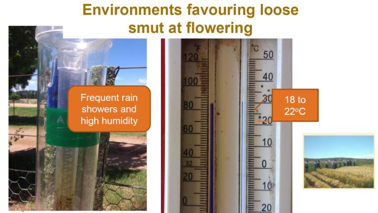 Loose smut environments info tile