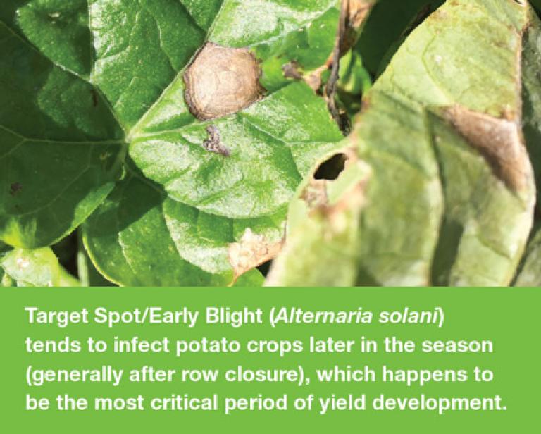 Target spot early blight in potatoes