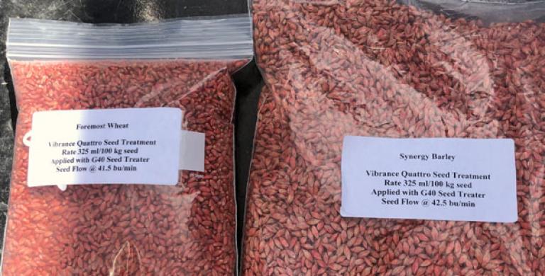 Syngenta Seedcare Chinook Barley Wheat
