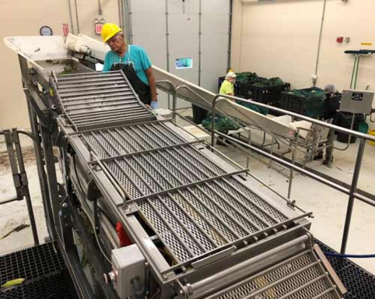The Syngenta Yield Accelerator is a mini processing plant recently built onsite at the Syngenta Sweetcorn Breeding Station.