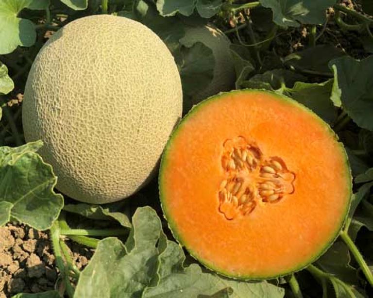 Woodland, CA: Syngenta grows its position in rockmelon,