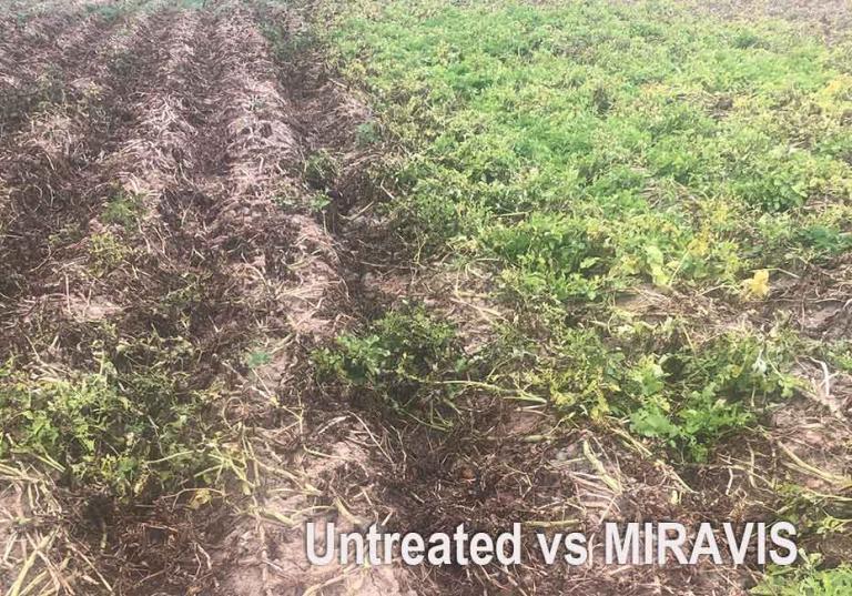 Tim Walker said it was sometimes the unintended trials that best demonstrated the value of a product like Syngenta's MIRAVIS.