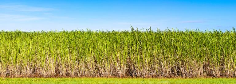Sugar cane banner