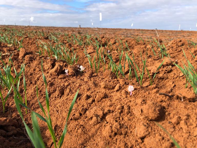 Callisto in action - Photo1 South Australia