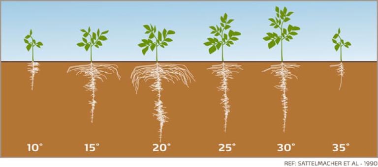 potato-root-growth-visual_yara-fertilisers