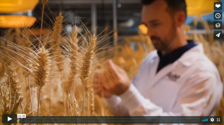 Agronomist with wheat