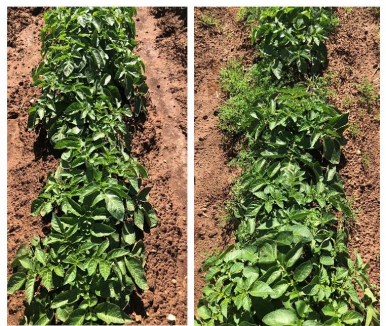 Boxer Gold in potatoes