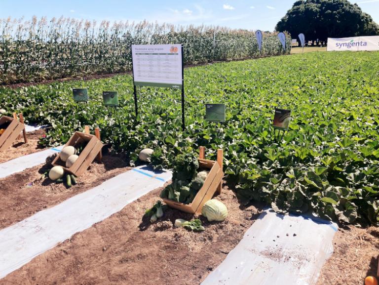 Growmore Syngenta presentation