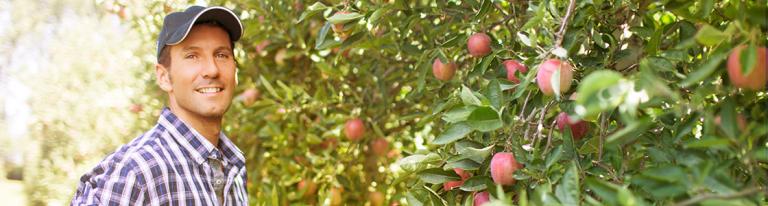 Farmer at apple orchard farm