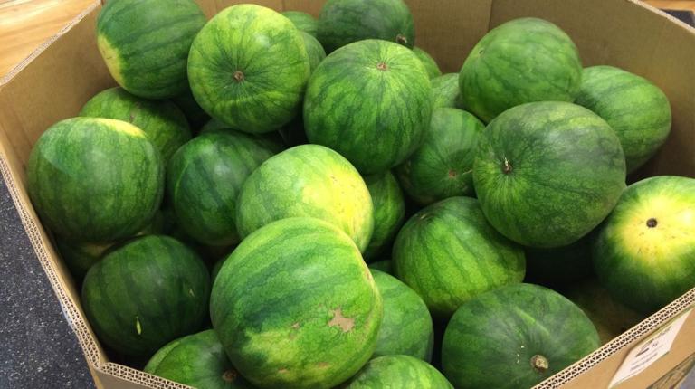 Raider: Keep an eye out for this little gem at your local supermarket and be sure to take one home. Notice the mottled stripe which is characteristic of this variety. 