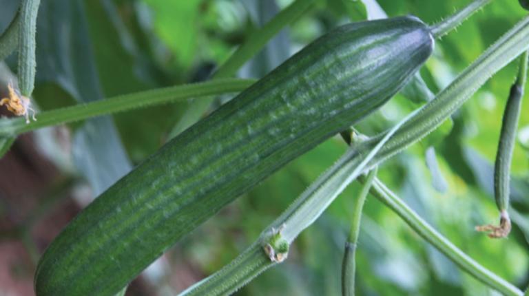 cucumber hanging off crop