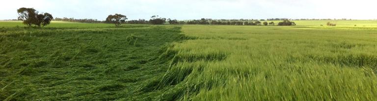 Field comparison