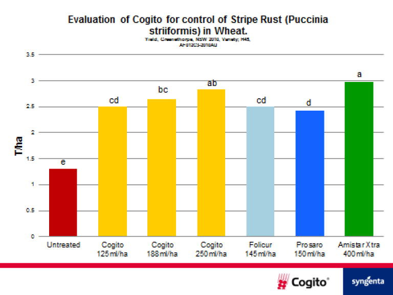 In registration trials, COGITO demonstrated it could reduce the severity of Stripe Rust from 92 per cent (untreated) to 25 per cent at 250mL/ha with more than double the yield.