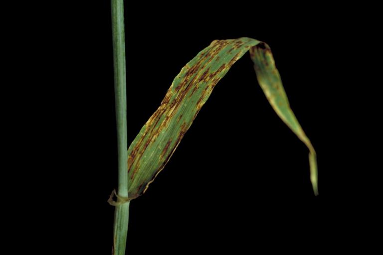Net blotch causes leaf death, poor grain development and increased screenings.