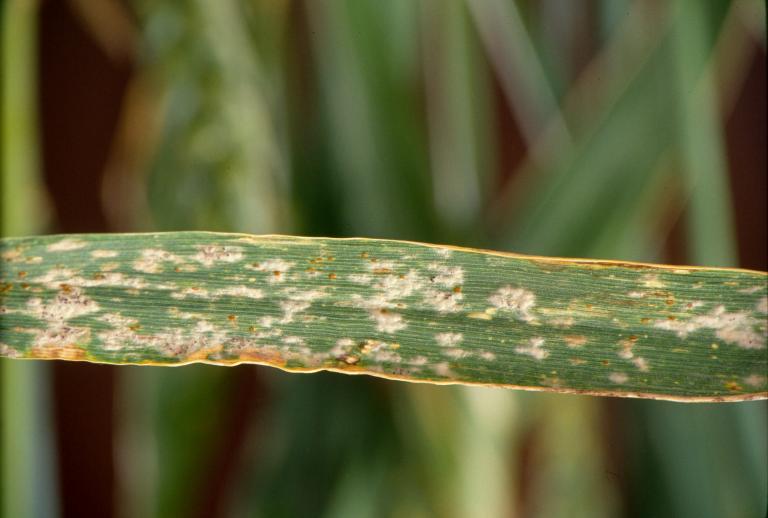 Powdery Mildew causes major yield losses in barley if infection occurs early in the season.
