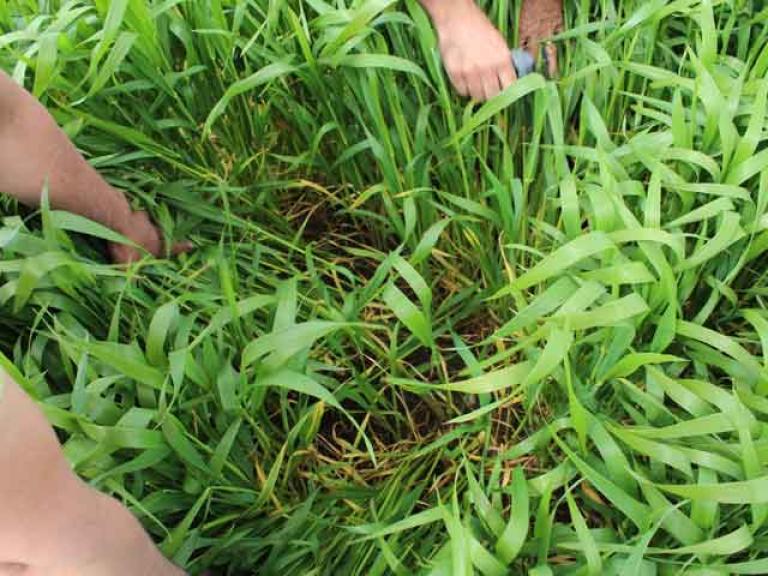 “Honestly, it’s the cleanest crop we’ve ever had, and we usually apply two fungicides, which I haven’t had to do this year,” Wayne said.