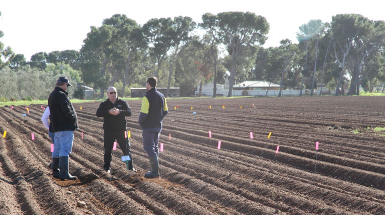 soil field 