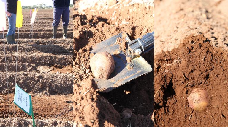 potato dug out of soil 